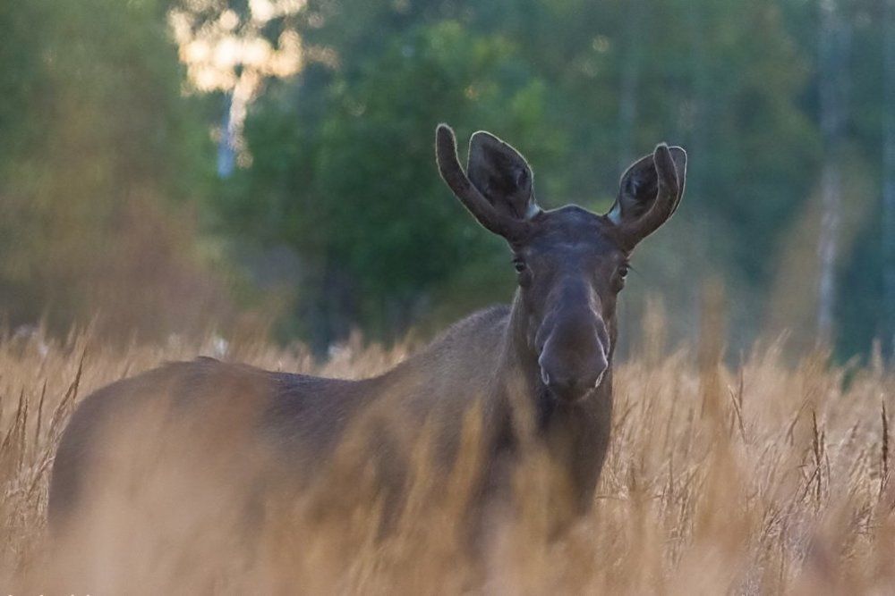 Лось спичак.