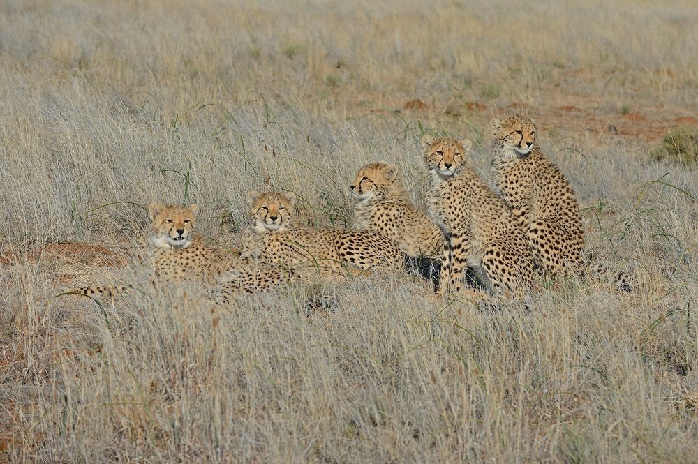 До-ре-ми-фа-соль