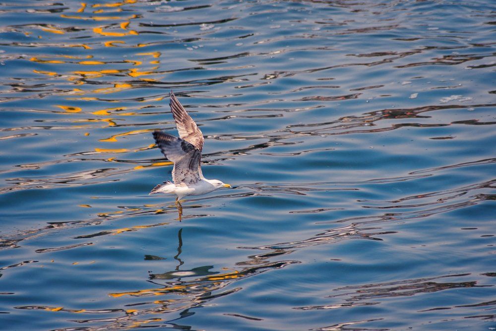Бегущая по волнам