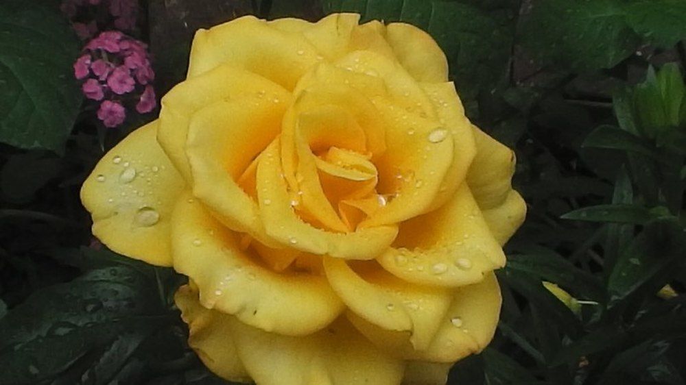 Любимая роза.