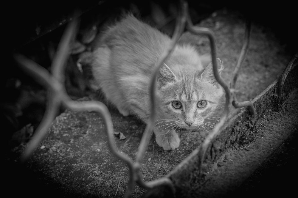 Photograph by Кретов Артём