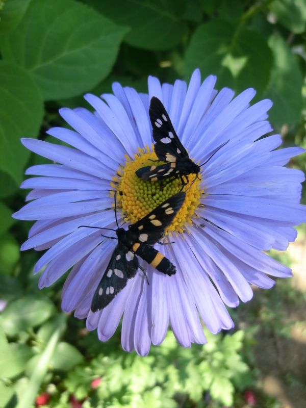 Вячеслав Огурцов, Russia