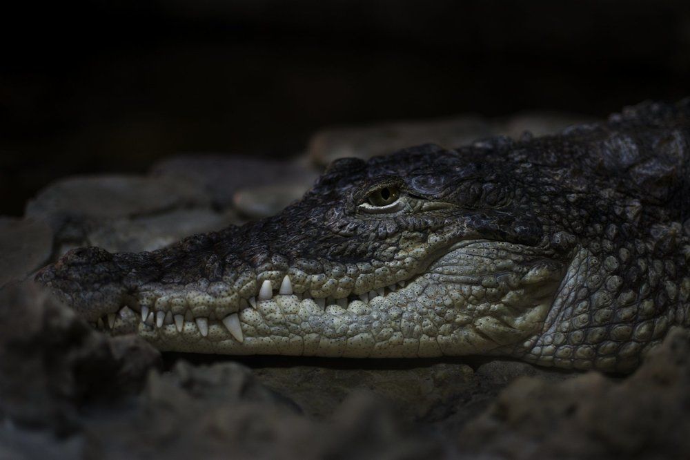 Улыбка на миллион