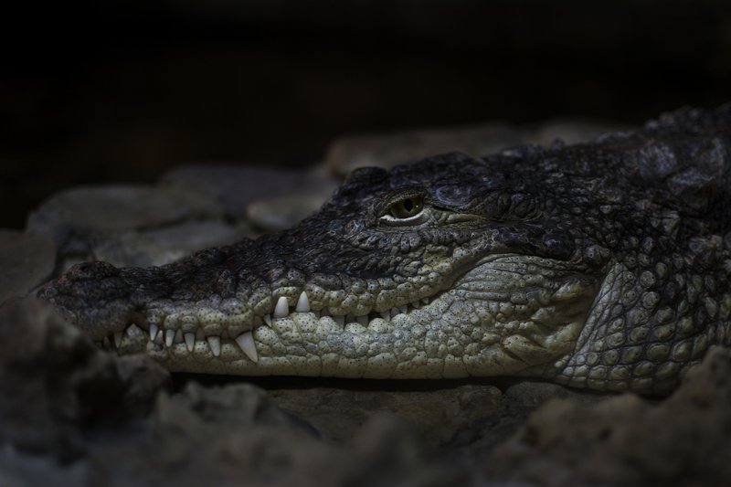 Marsel Bildanov, Russia