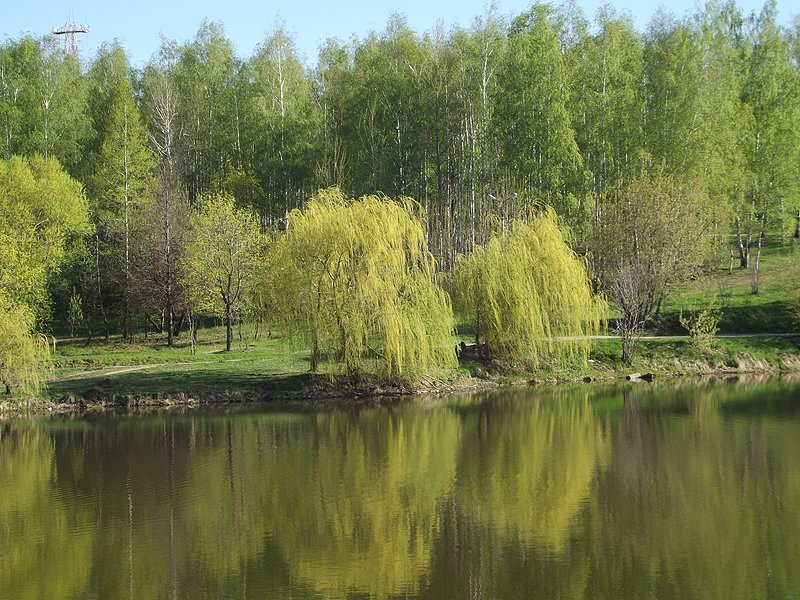 Страна березового ситца