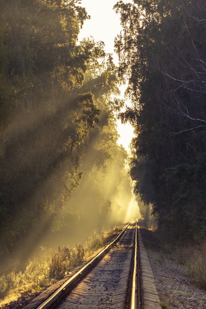 Железная дорога в лесу