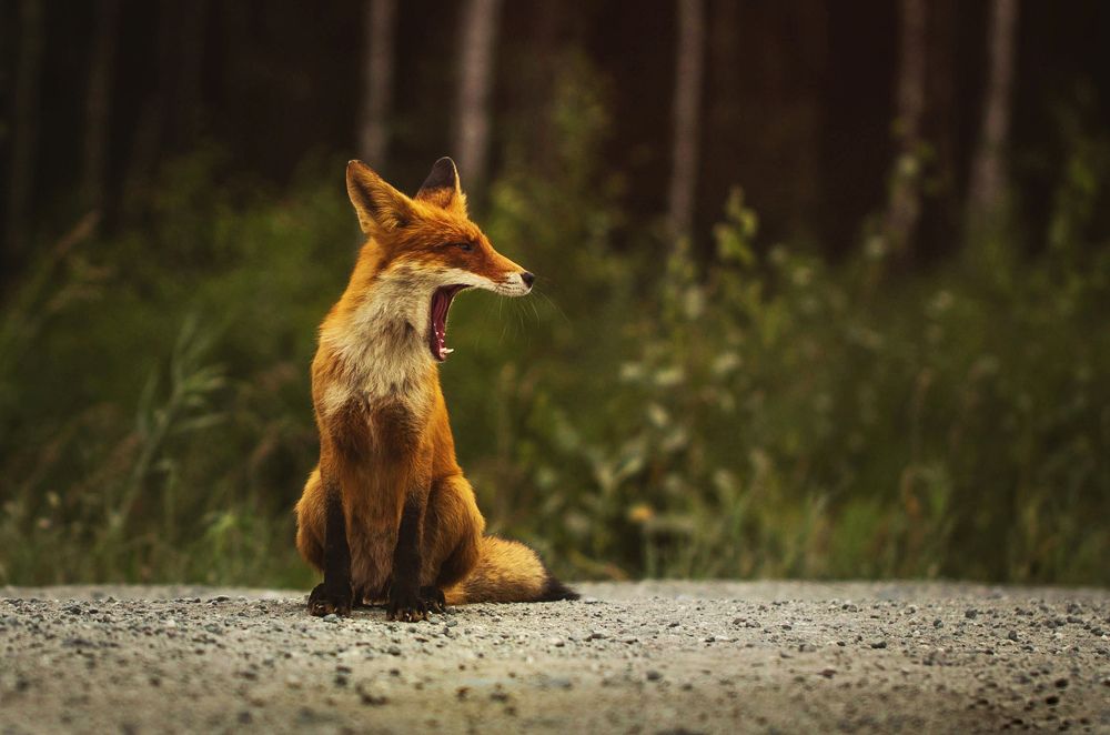 FOX