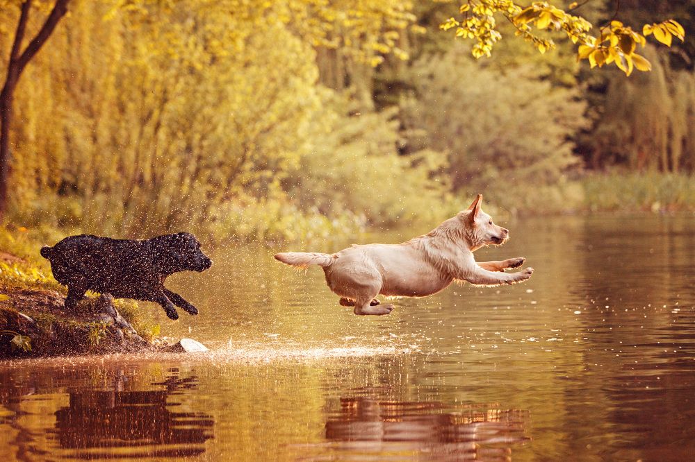 Ныряльщицы