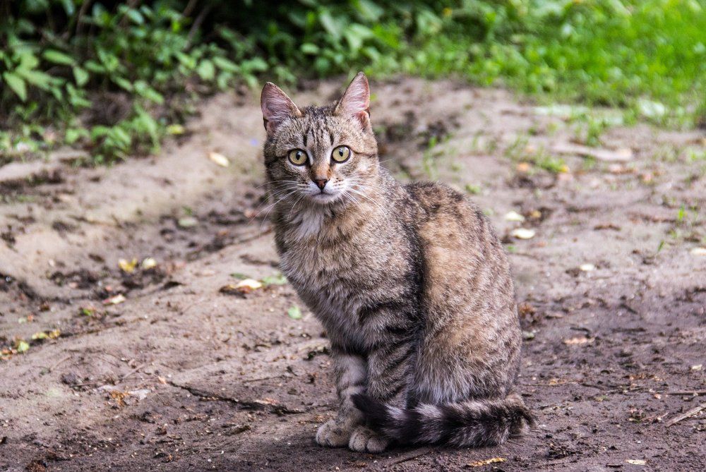 Удивленный котя