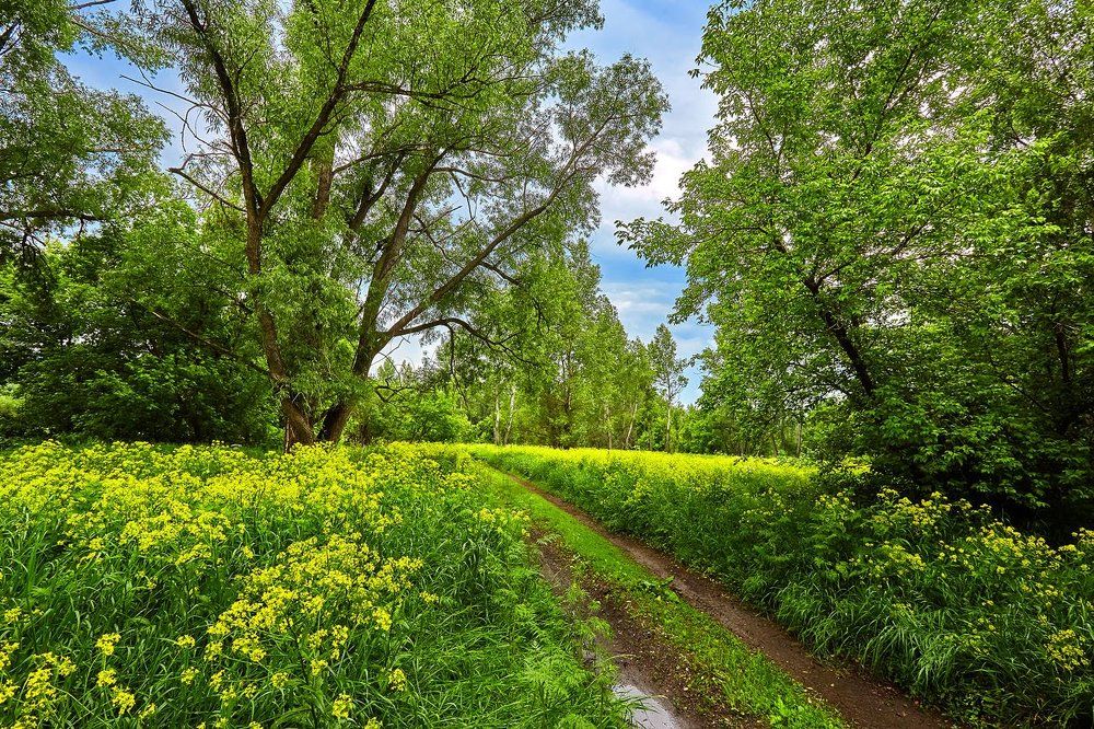 Дорога в сказочный Мир!