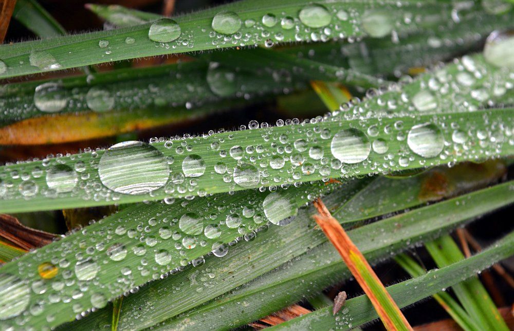 капельки росы