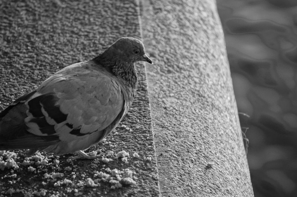 Голубь в кадре