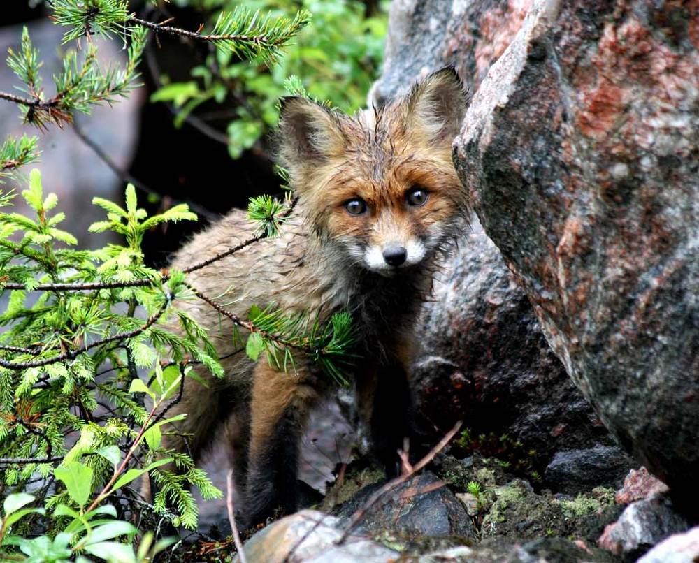 Наблюдатель