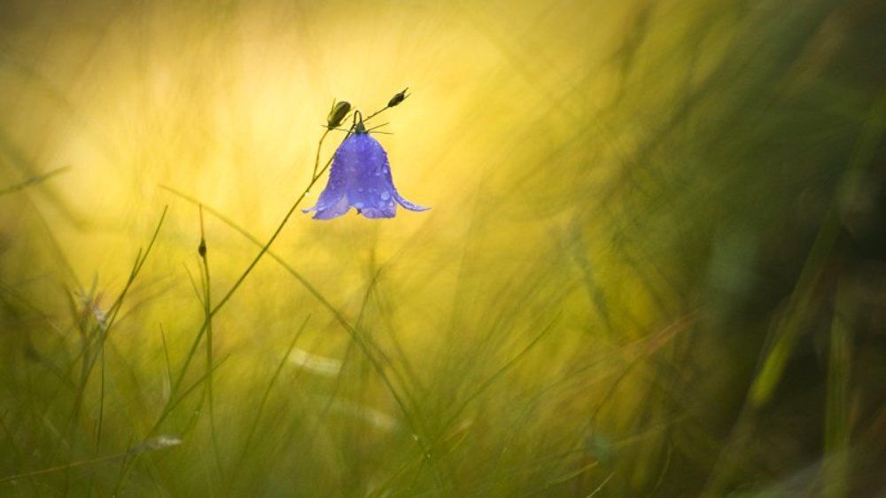 В лучах заката