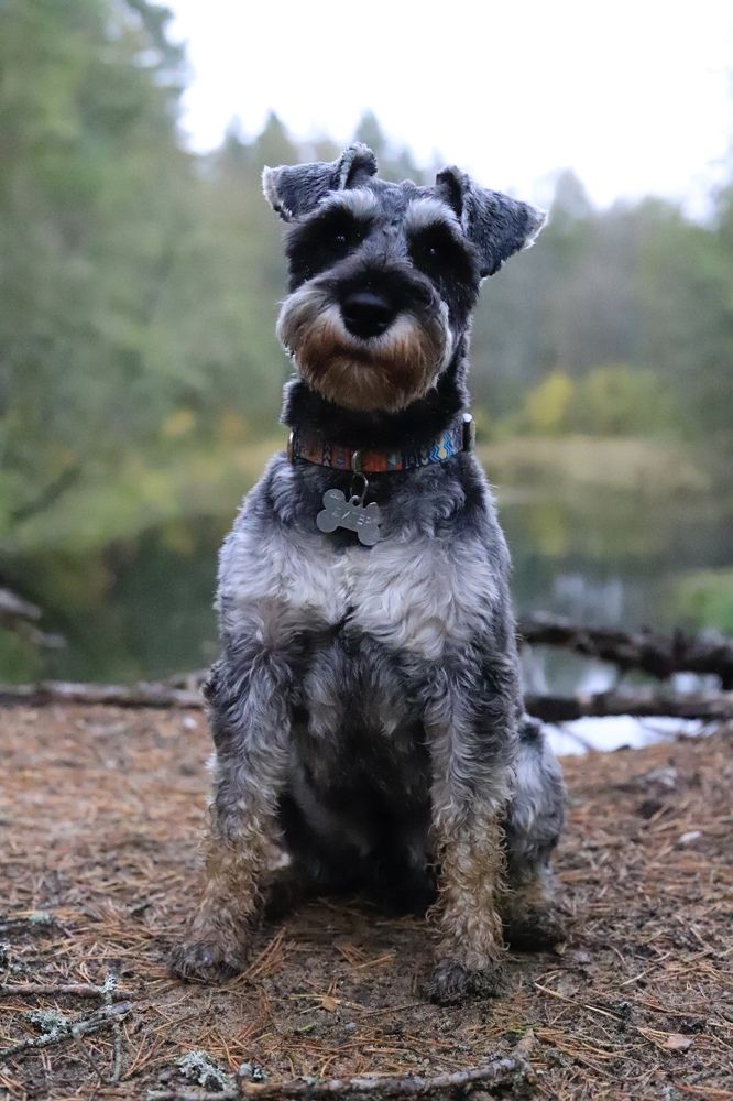 Фотография автора Олеся Шипихина