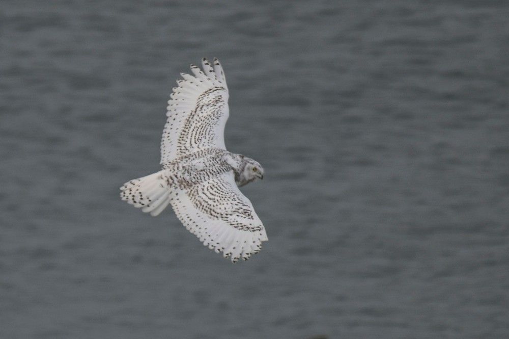 Photograph by Алексей Логинов