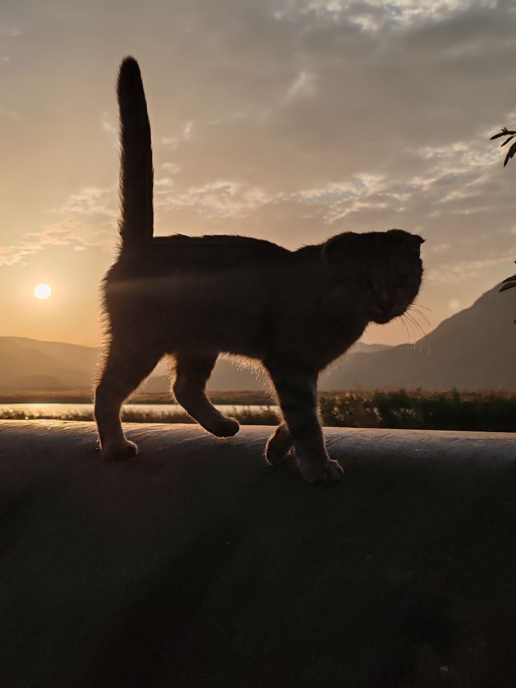 Фотография автора Кравцова Светлана