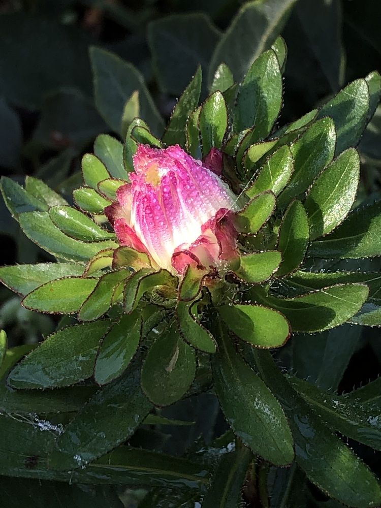 Photograph by Svetlana Tolkunova