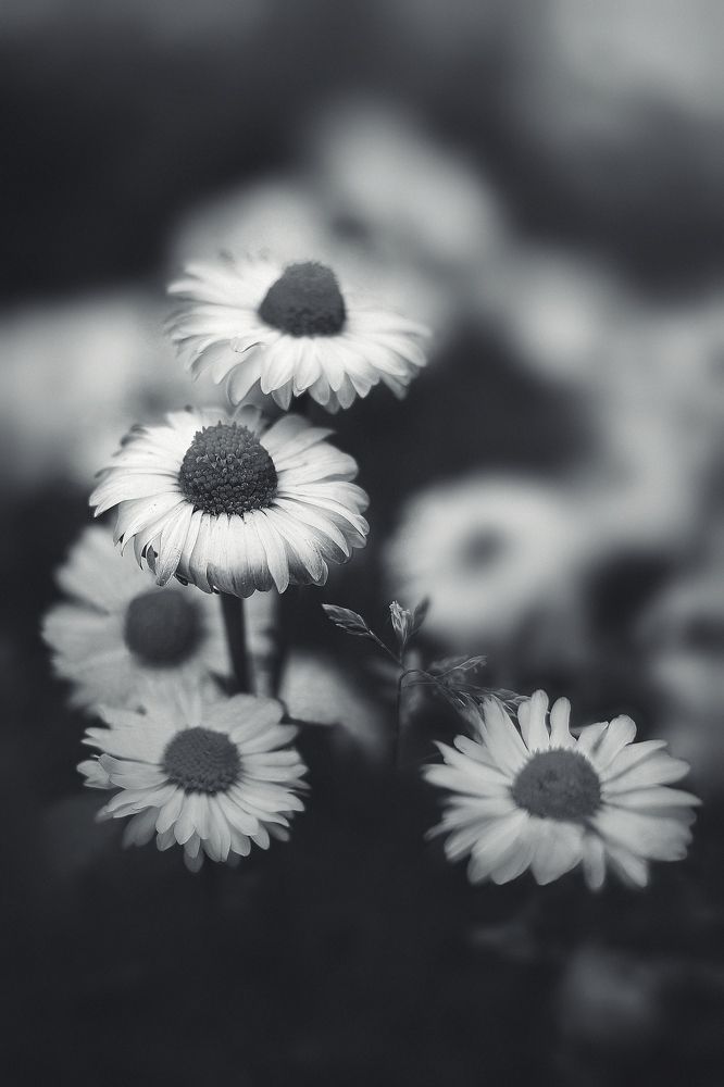 Фотография автора Foto