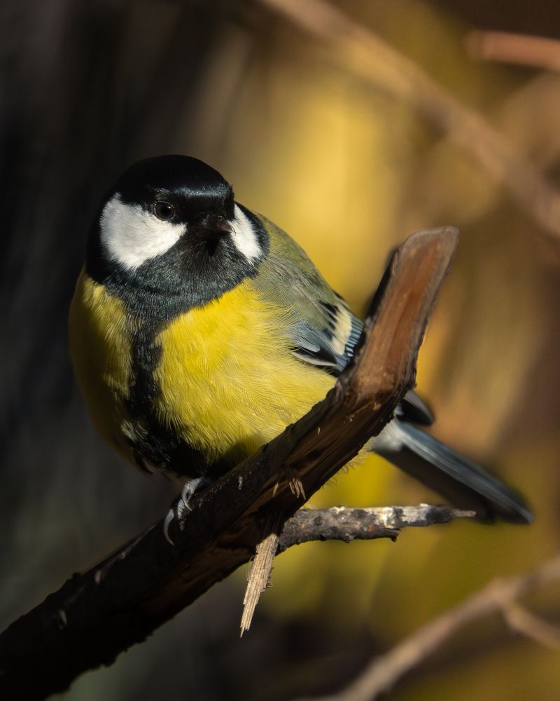 Фотография автора Андрей Иванов