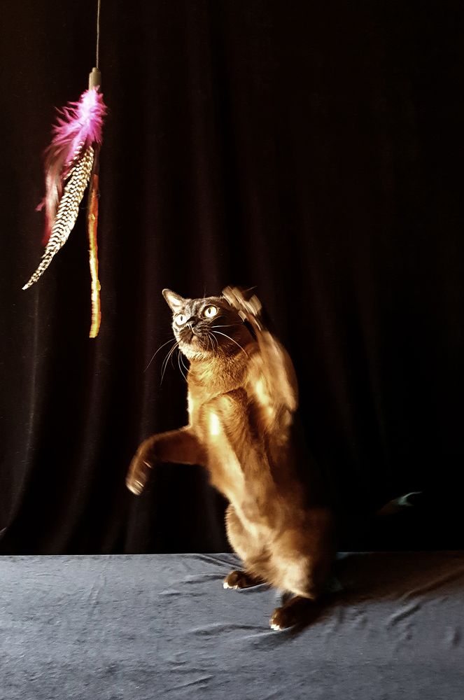 Фотография автора Надежда Лисицына