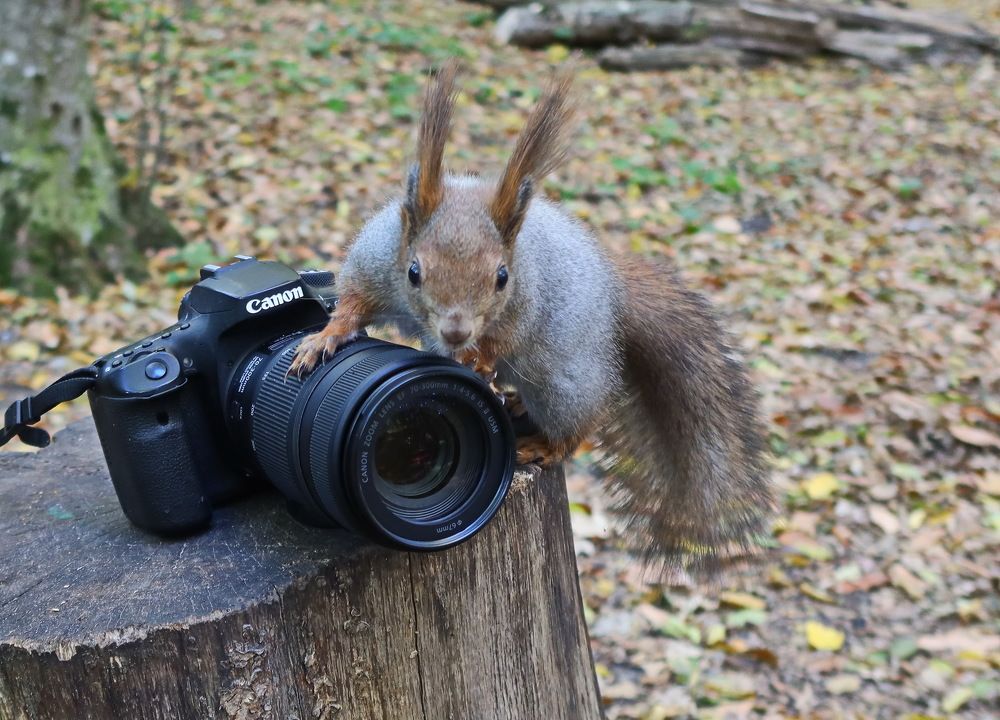 Photograph by 