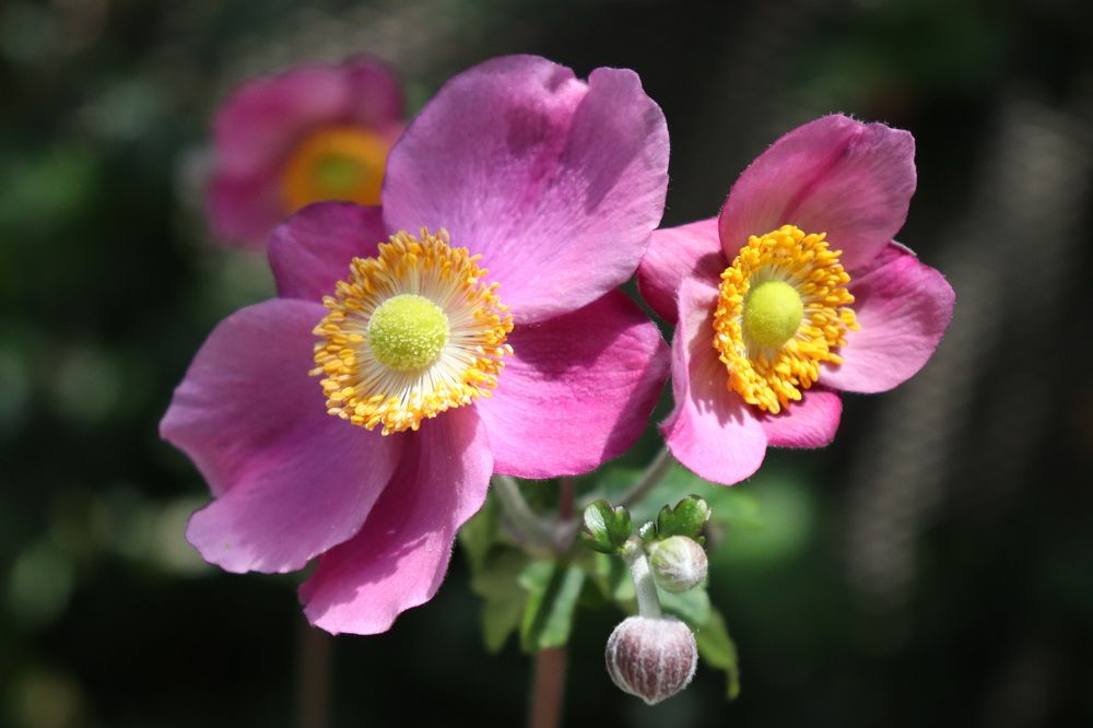 Фотография автора Sonali Mahakal