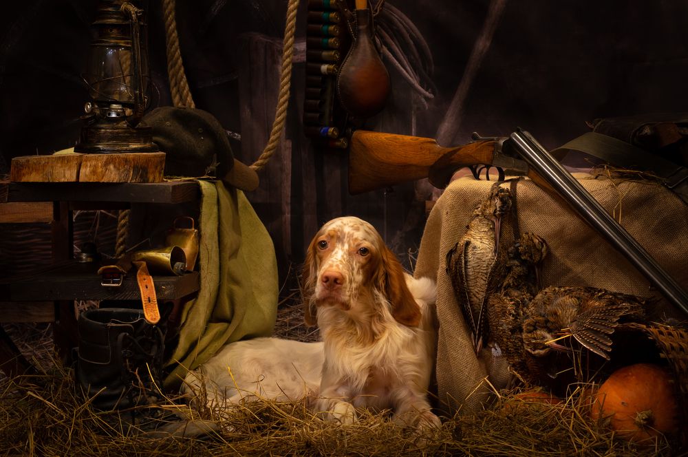 Английский сеттер. Портрет после охоты.