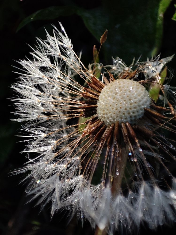 Photograph by Ирина Корешкова