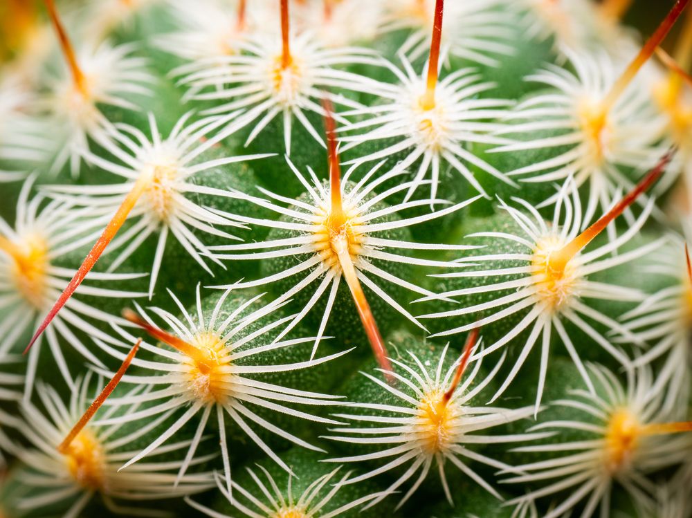 Photograph by Gevork Gukasyan