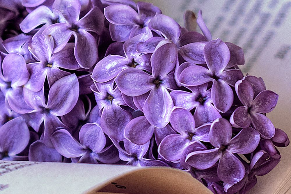 Photograph by Альфия Агзамова