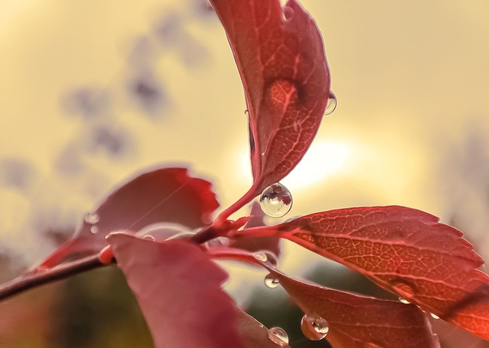 Photograph by Николай Яковлев