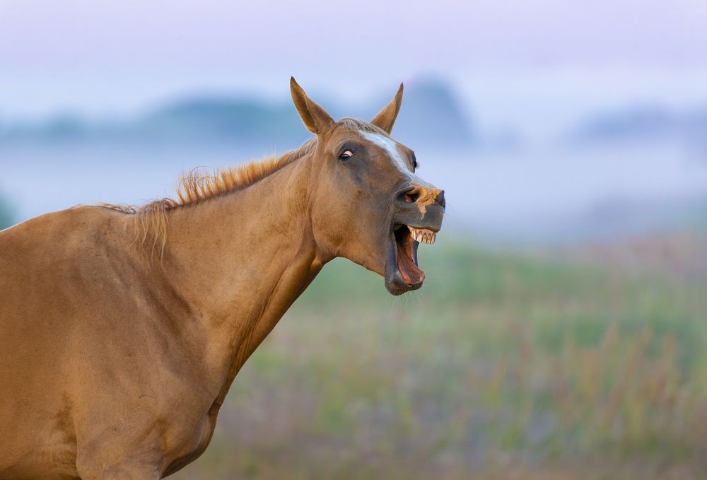 Photograph by Олонцев Андрей