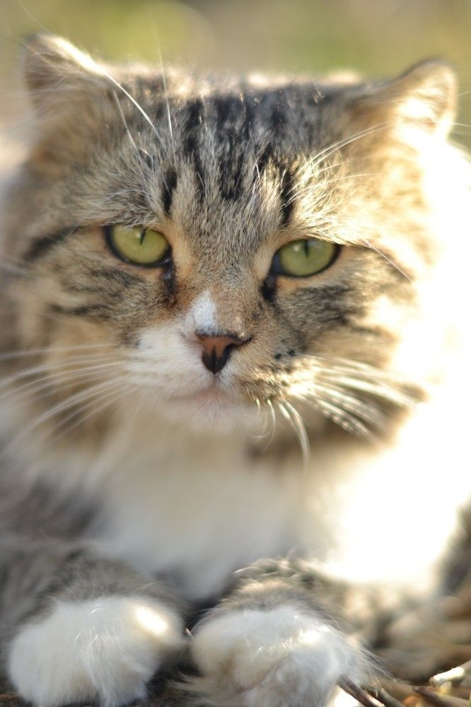 Photograph by Виорика Фоменко