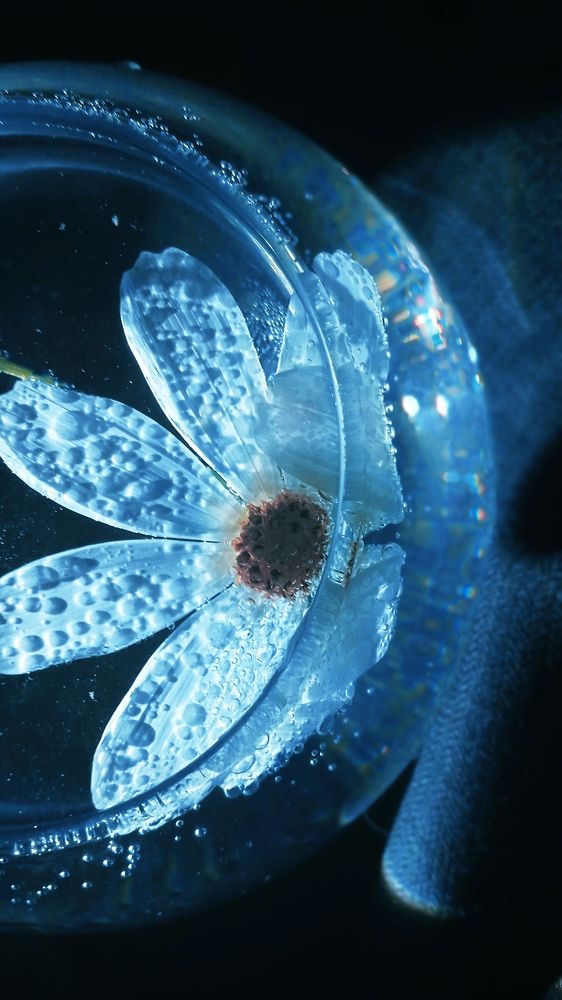 Новолуние космеи