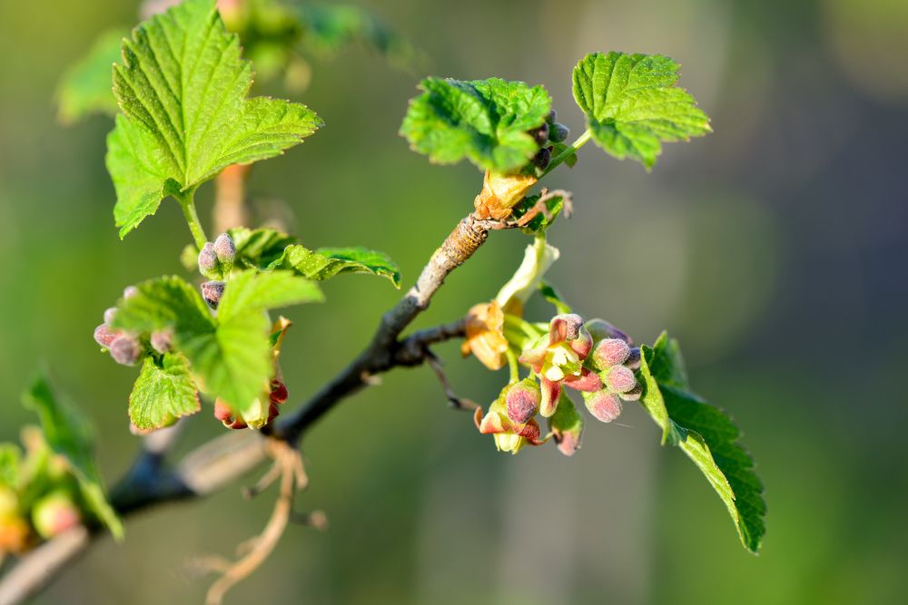зацветает смородина