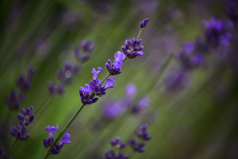 Photograph by Юлия Жданова