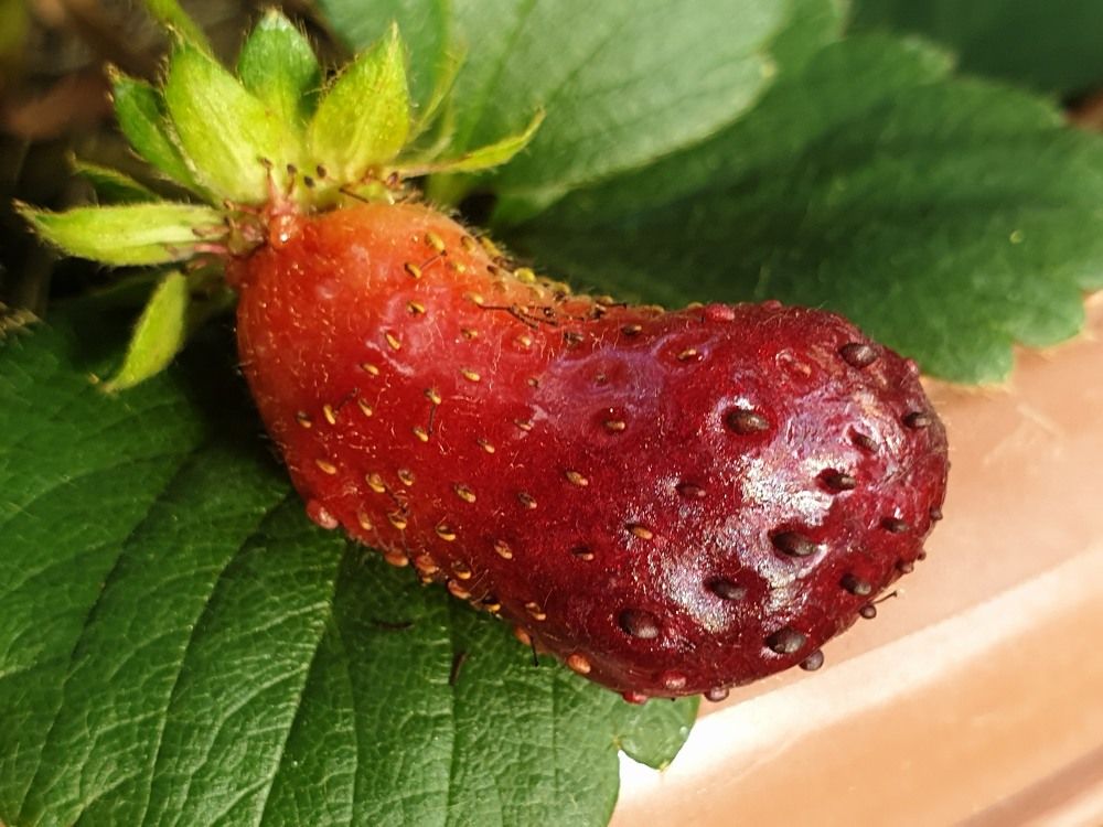 Клубничка - банан