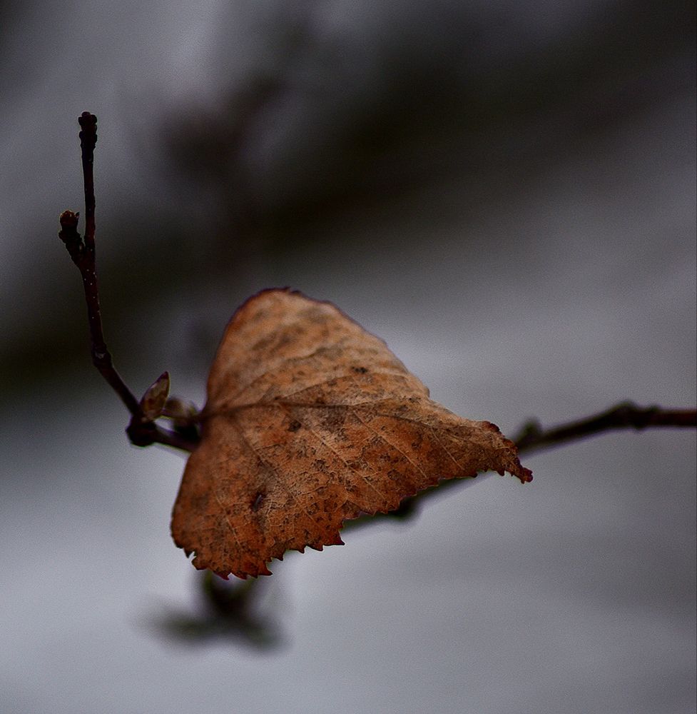 Photograph by Юлия Жданова