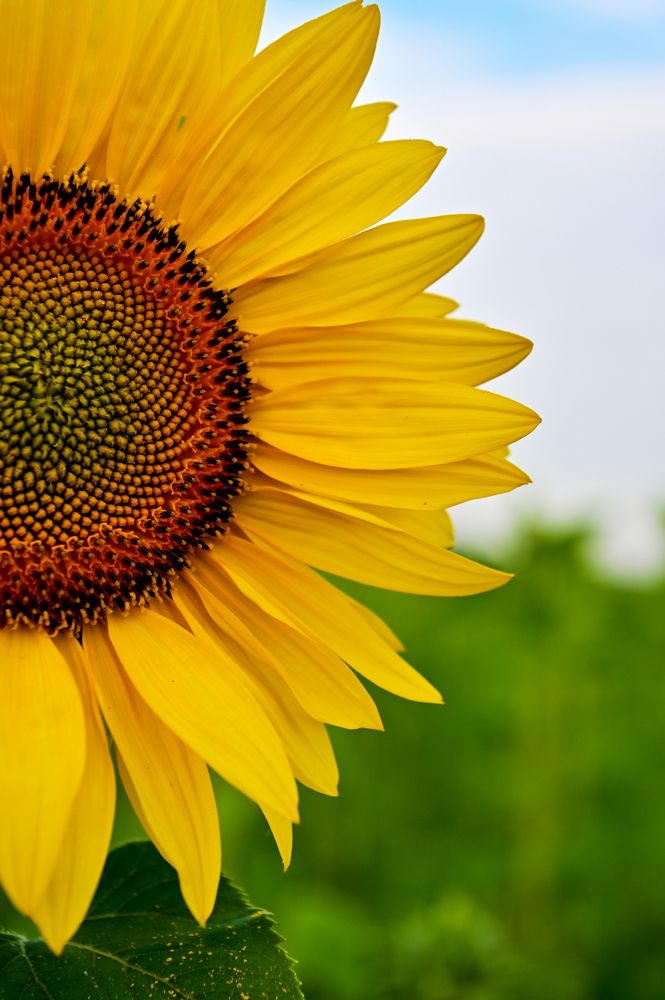 Солнечный цветок