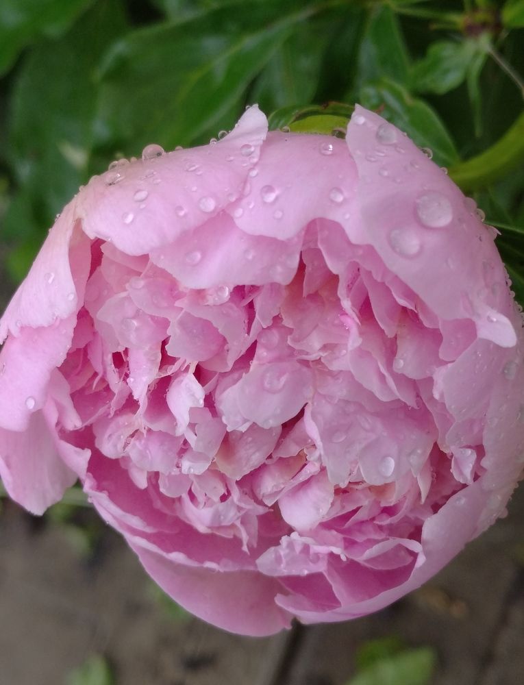 Photograph by Елена Коробченко