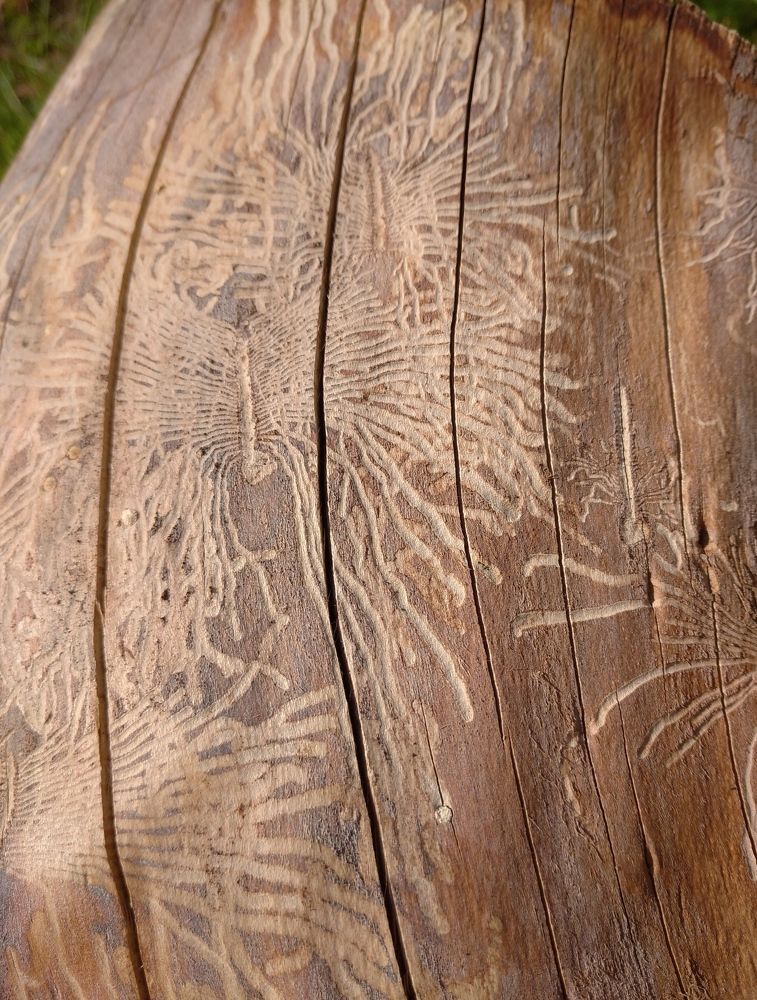 Photograph by Елена Коробченко