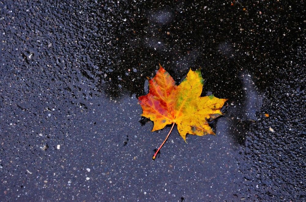 Photograph by Юлия Жданова