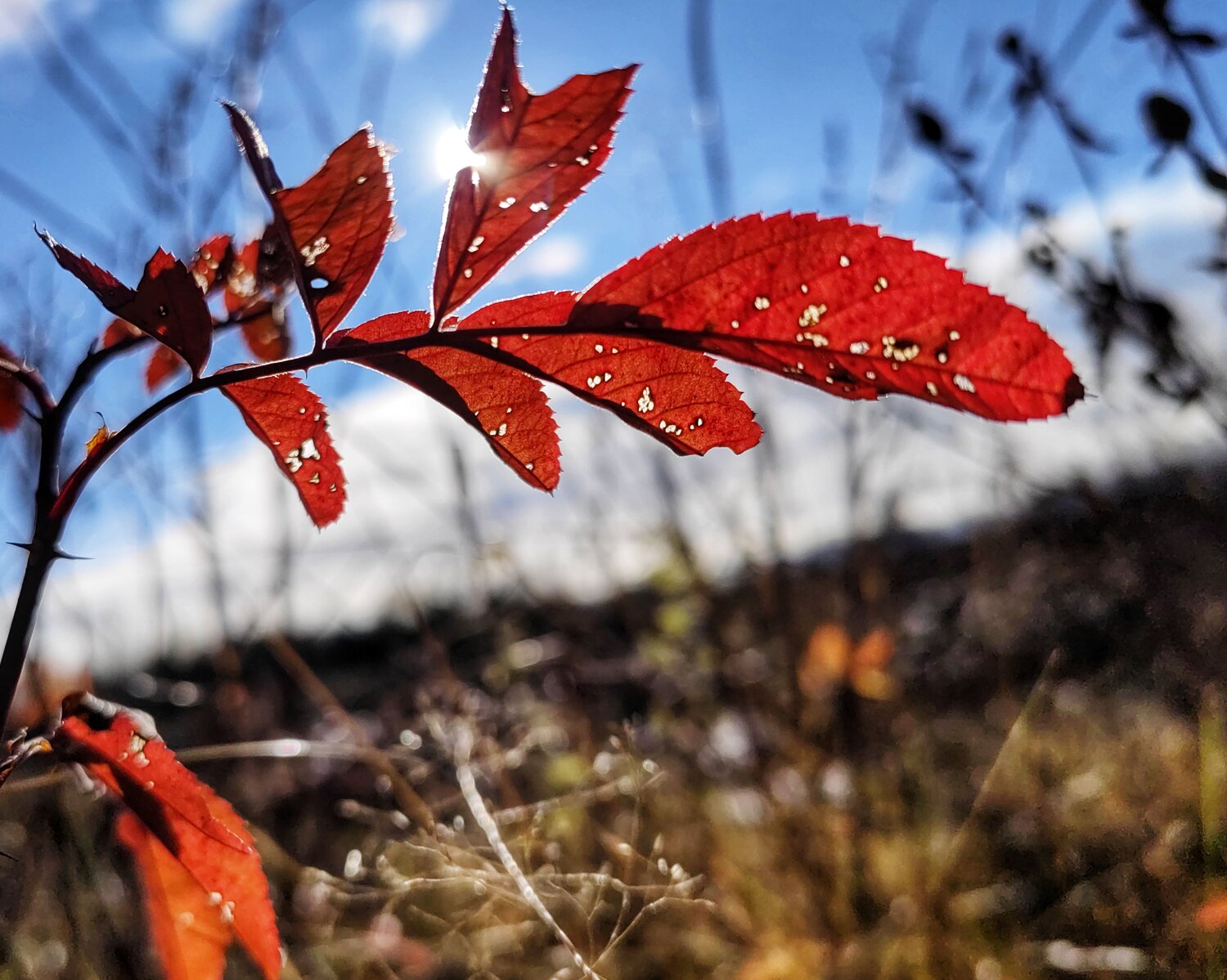 Photo #9751098