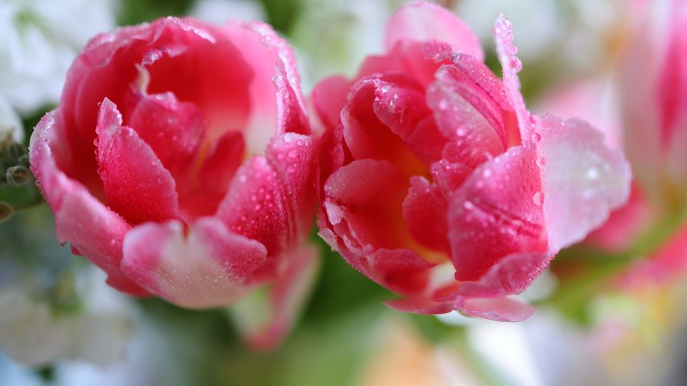 розовый тюльпан