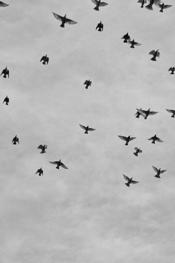 Петербургское небо