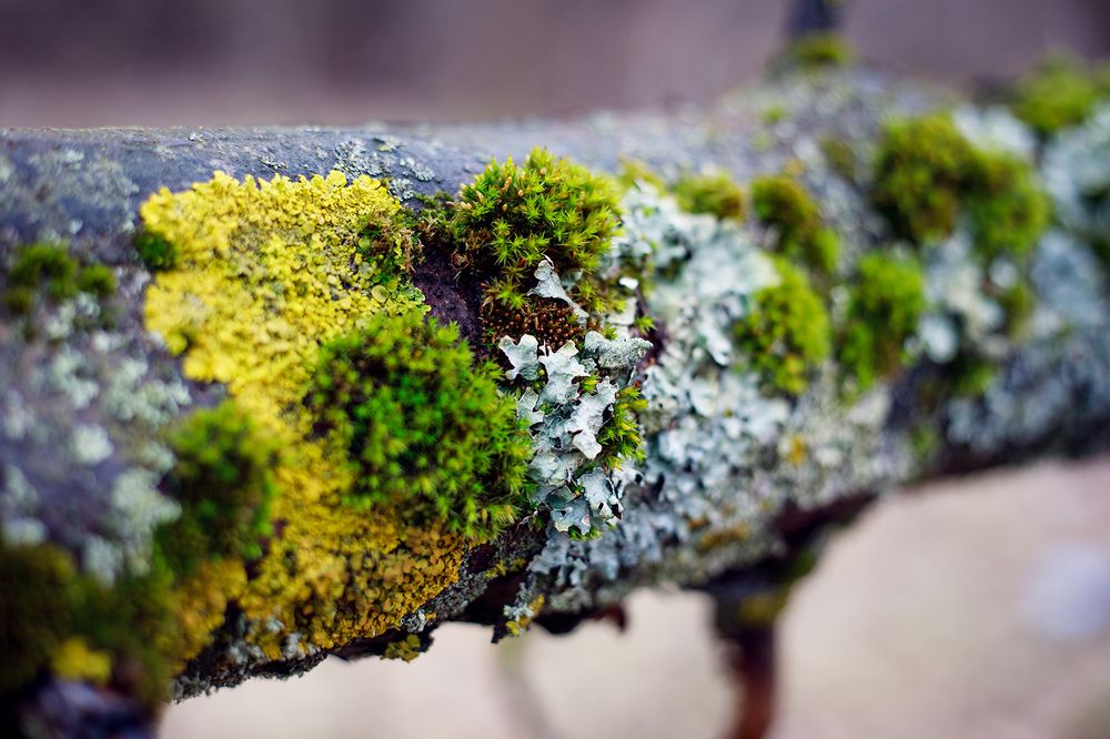 Photograph by Делана Романова