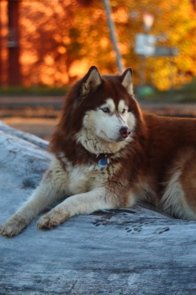 Photograph by Елена