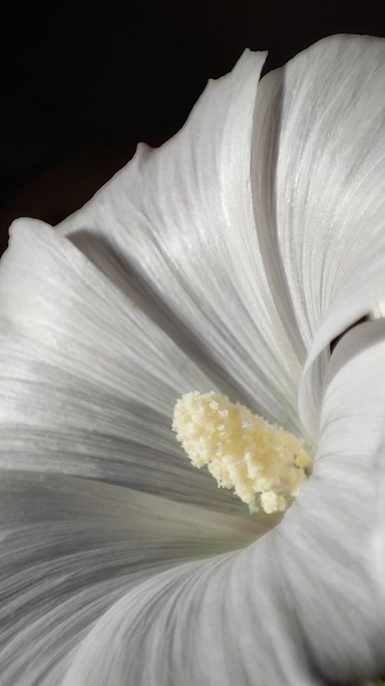 Photograph by Mila Vshivkova