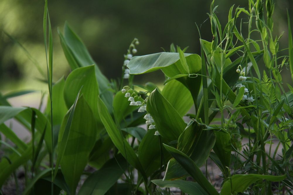 Фотография автора Анастасия Зверева